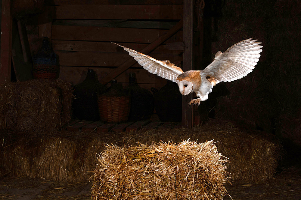 Barn owl (Tyto alba) landing on a straw bale in a barn, France