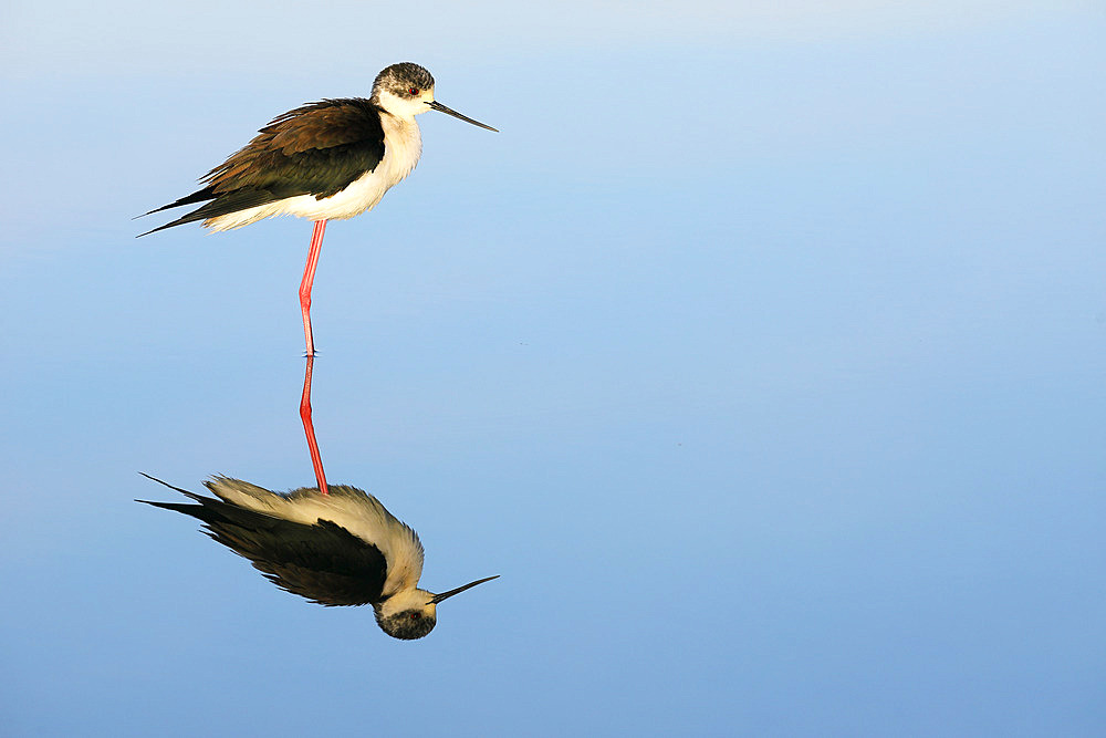 Black winged stilt (Himantopus himantopus) in marsh, Baie de l'Aiguillon Natural Reserve, France