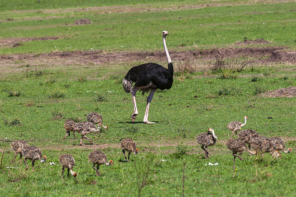 A male ostrich, Struthio camelus, keeping watch over his clutch of chicks as they forage. Masai Mara National Reserve, Kenya.