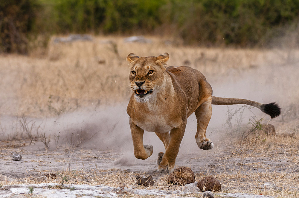 A lioness, Panthera leo, kicking up a cloud of dust as she runs. Chobe National Park, Kasane, Botswana.