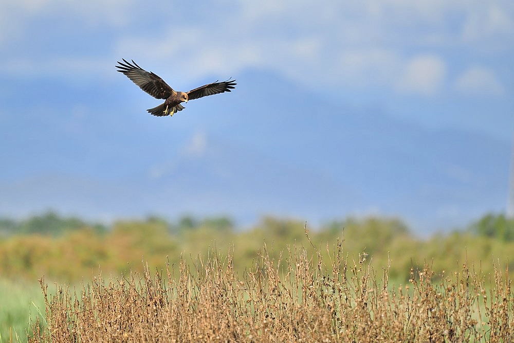 Western Marsh Harrier (Circus aeruginosus) hunting over a marsh, Spain