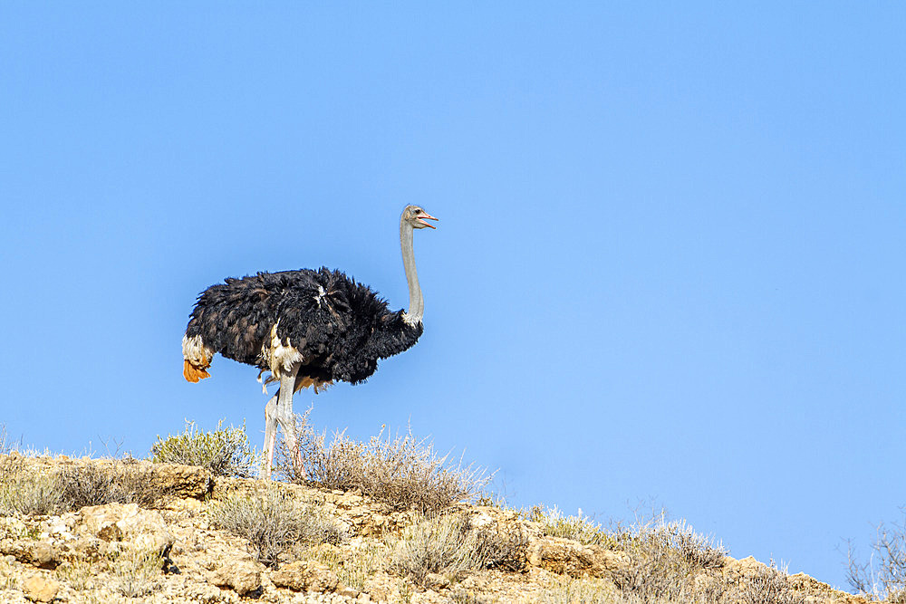 African Ostrich (Struthio camelus) isolated in blue sky in Kgalagadi transfrontier park, South Africa