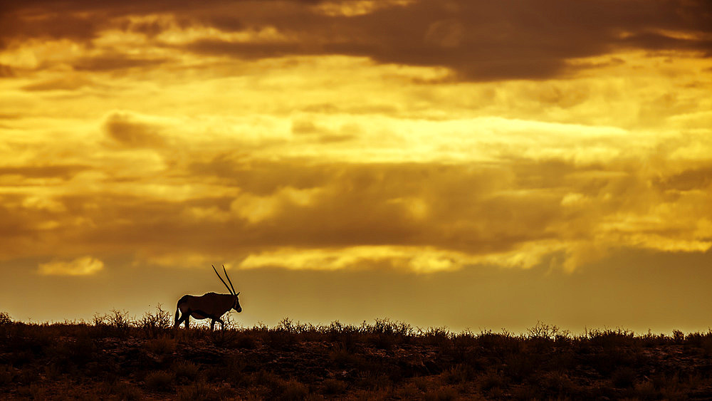 South African Oryx (Oryx gazella) distant walking on top of the dune with cloudy sky in Kgalagadi transfrontier park, South Africa