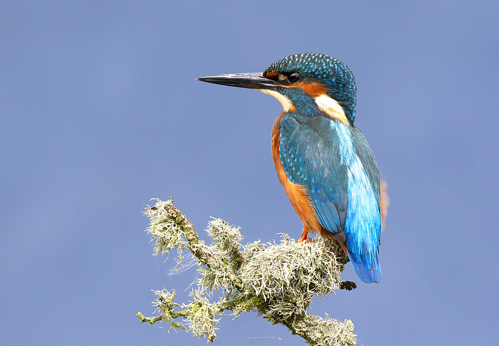 Kingfisher (Alcedo atthis) perched on a lichen covered branch, England