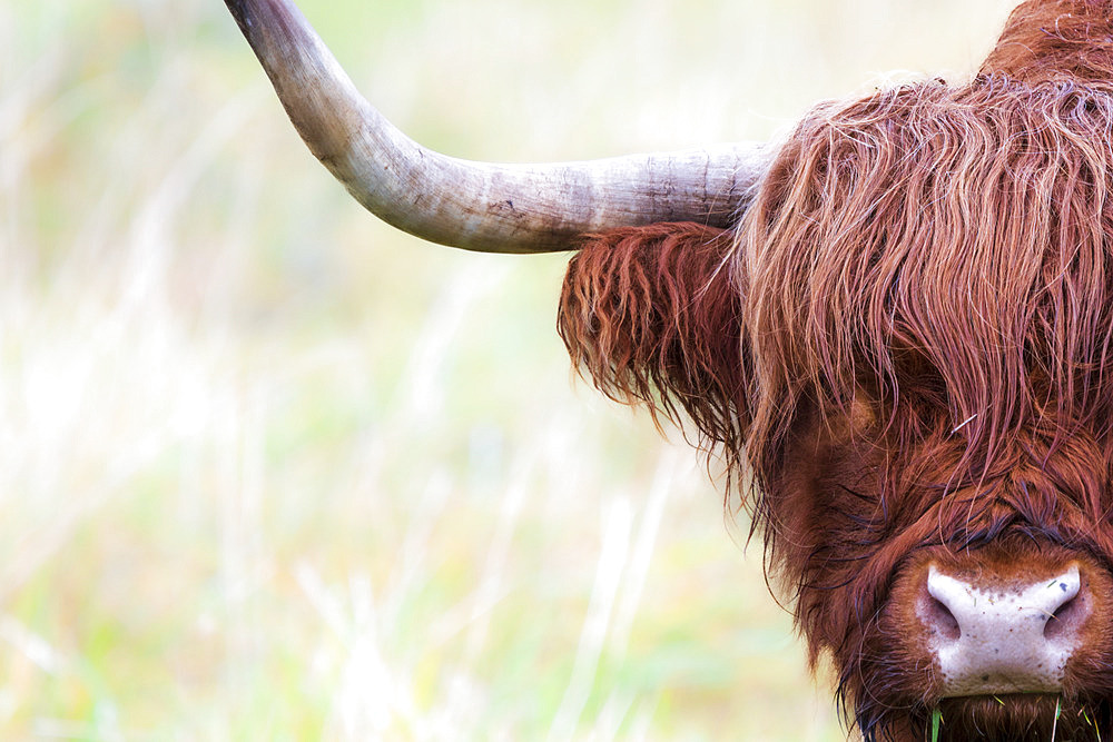 Highland cow in a meadow in autumn, Moselle, France