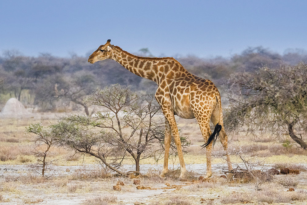 Southern Giraffe (Giraffa camelopardalis giraffa) in savana, Etosha National Park, Namibia