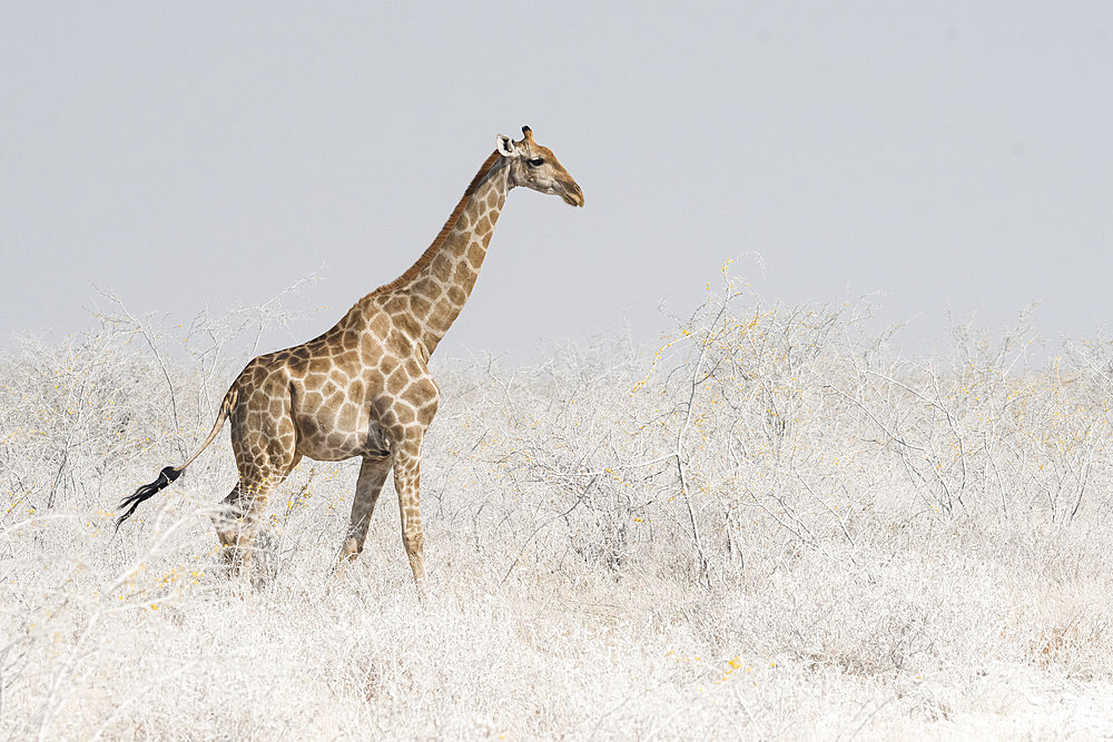 Southern Giraffe (Giraffa camelopardalis giraffa) walking in dust, Etosha National Park, Namibia