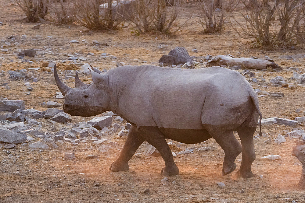 Black rhinoceros (Diceros bicornis) at waterhole, Etosha National Park, Namibia