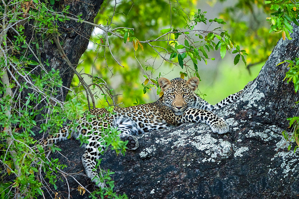 Leopard (Panthera Pardus) female in a African ebony or jackal-berry (Diospyros mespiliformis) tree. South Africa.