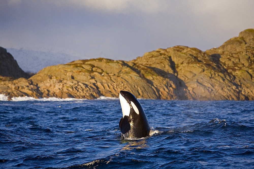 Killer whale, Orcinus orca, spy hop, Vestfjord, Ofotfjord, and Tysfjord, Lofoten Islands, Norway, Atlantic Ocean