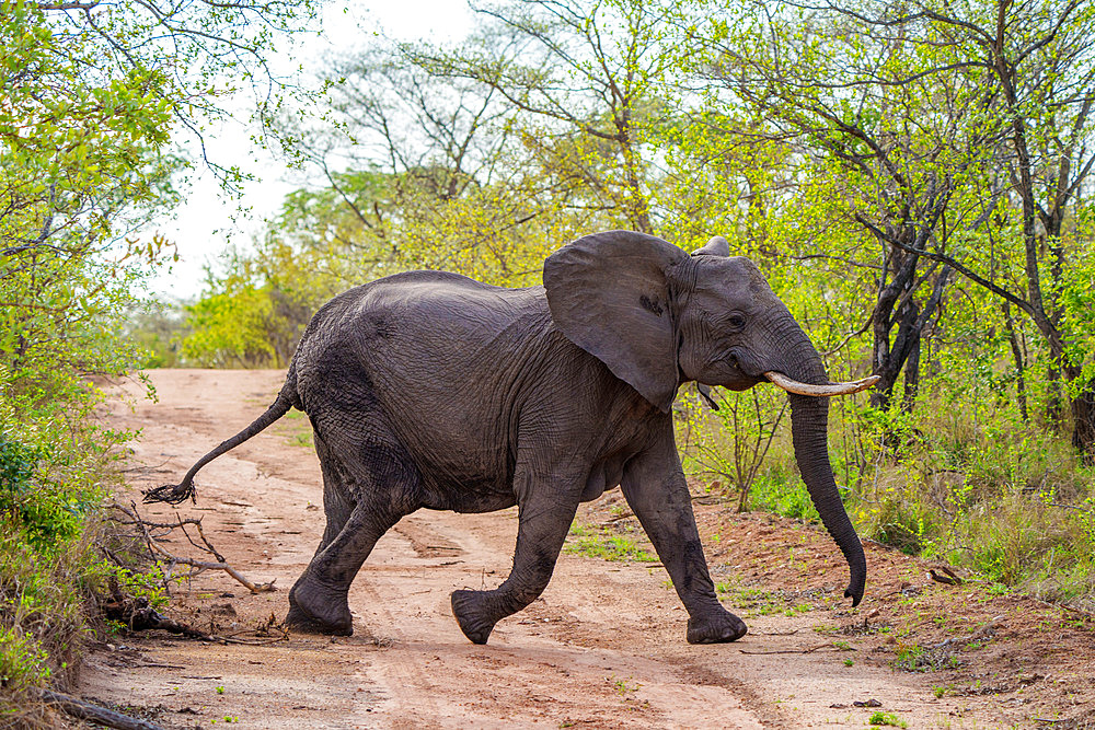 African bush elephant or African savanna elephant (Loxodonta africana) crossing a bush track. Mpumalanga. South Africa.