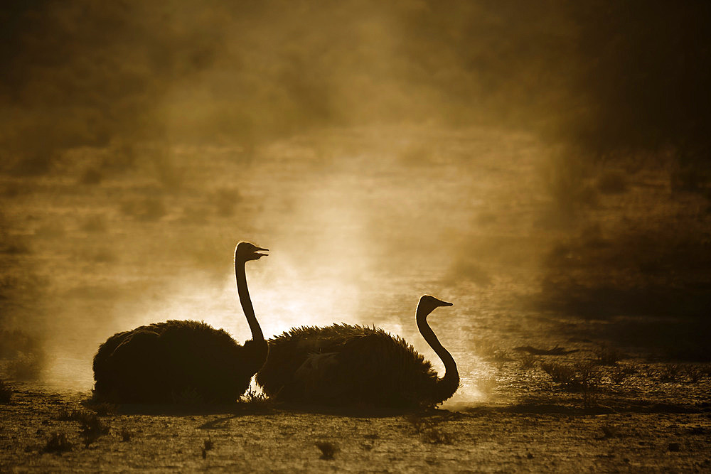 African Ostrich (Struthio camelus) couple grooming in sand in backlit at dawn in Kgalagadi transfrontier park, South Africa