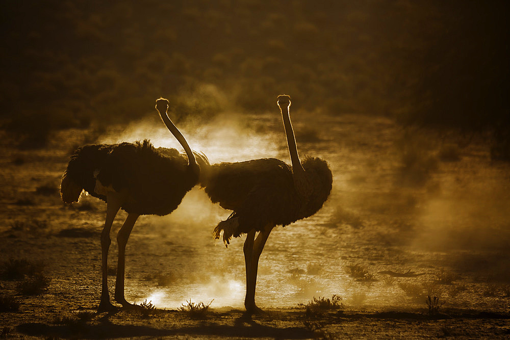 African Ostrich (Struthio camelus) couple grooming in sand in backlit at dawn in Kgalagadi transfrontier park, South Africa