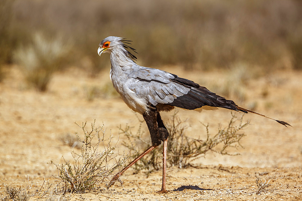 Secretary bird walking in dry land in Kgalagadi transfrontier park, South Africa; specie Sagittarius serpentarius family of Sagittariidae