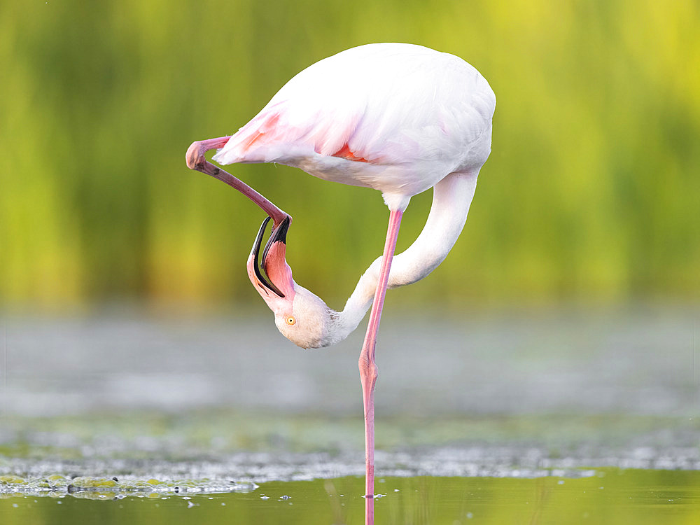 Greater Flamingo (Phoenicopterus roseus), adult cleaning its feet, Campania, Italy