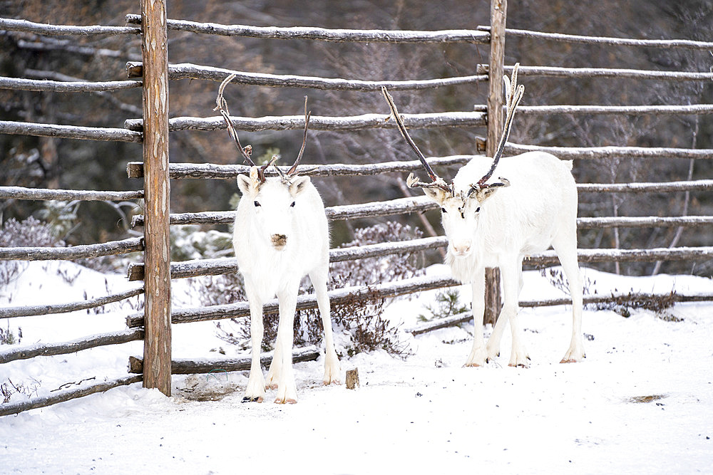 Reindeer in their enclosure, protected for the night from predators, surroundings of Uoyan, Buryatia, Russia