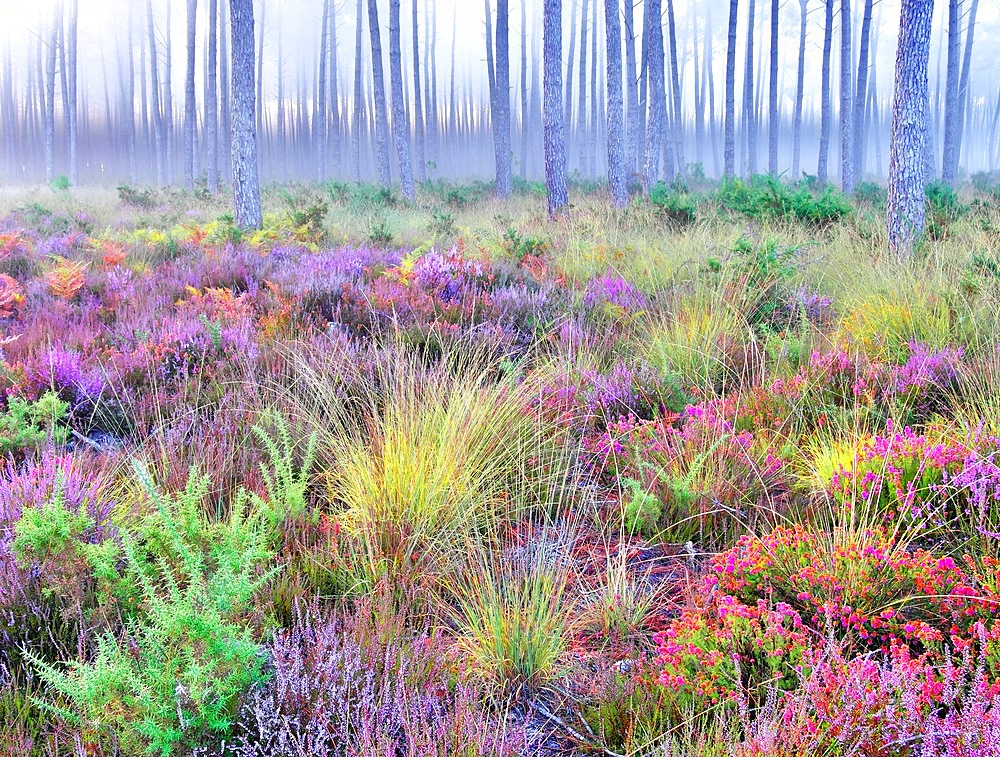 Typical Landes forest, Landes de Gascogne NP, ferns, maritime pines, heather, autumn, Lit-et-Mixe, Landes, France