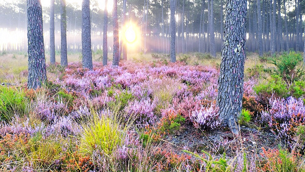 Typical Landes forest, Landes de Gascogne NP, ferns, maritime pines, heather, autumn, Lit-et-Mixe, Landes, France