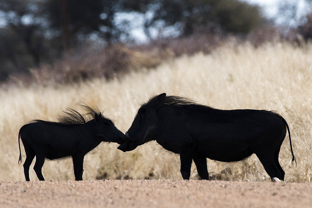 Desert warthog (Phacochoerus aethiopicus) facing, Okonjima private game reserve, Namibia