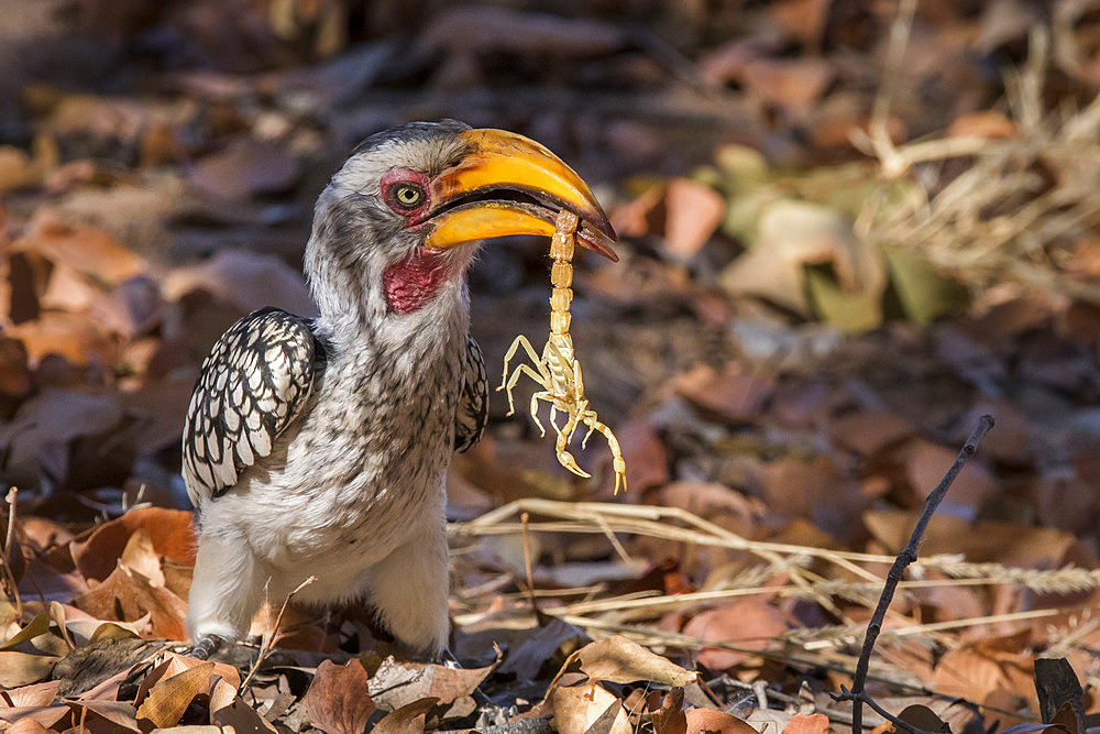 Southern yellow-billed hornbill (Tockus leucomelas) eating a yellow scorpion, Etosha National Park, Namibia