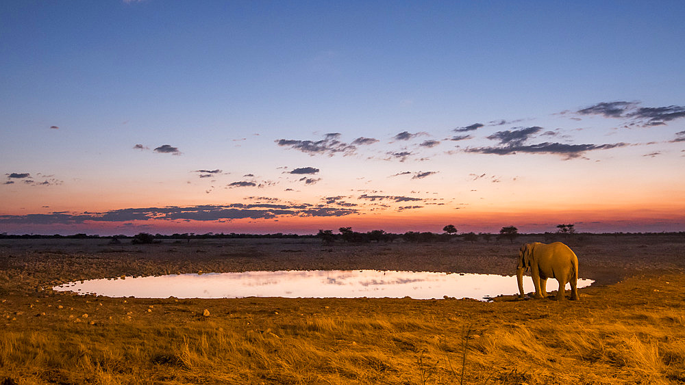 African Elephant (Loxodonta africana) at Okaukuejo waterhole at sunset, Etosha National Park, Namibia