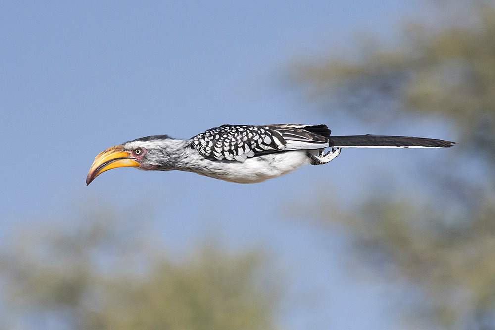 Southern yellow-billed hornbill (Tockus leucomelas) in flight, Etosha National Park, Namibia