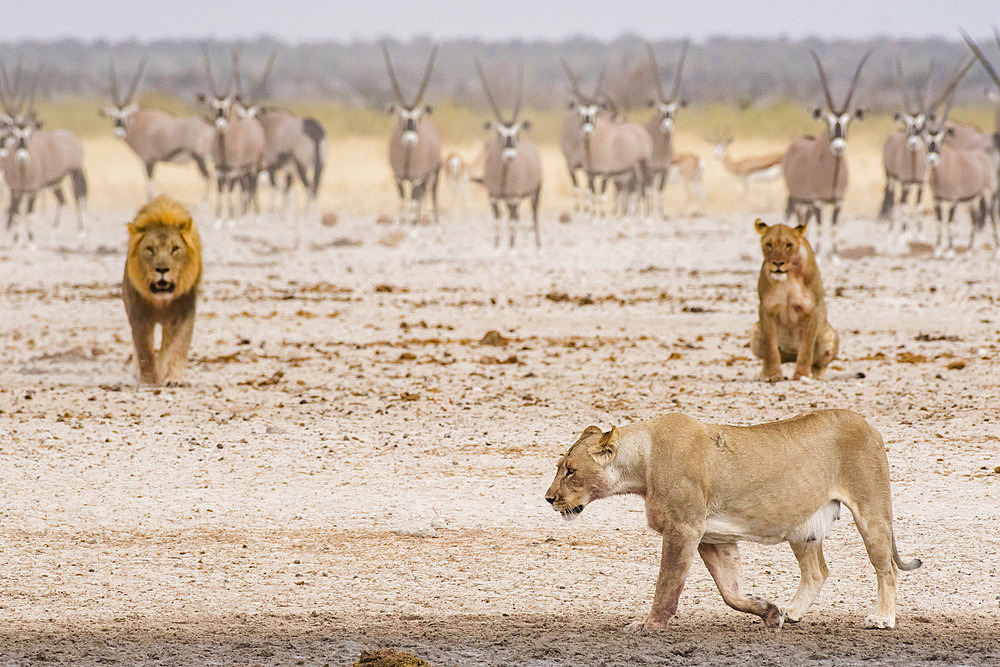 Lion and lionesses (Panthera leo) in front of Gemsboks (Oryx gazella) at the waterhole, Etosha National Park, Namibia