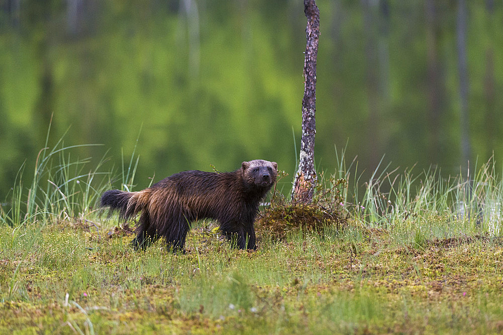 Portrait of a wolverine, Gulo gulo. Kuhmo, Oulu, Finland.