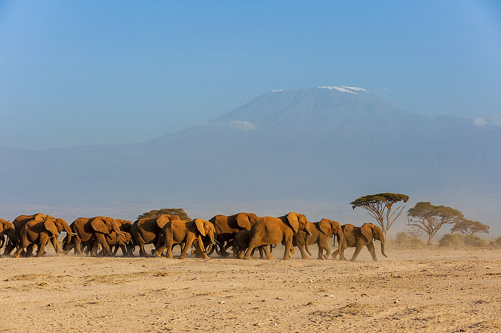 Herd of African elephants, Loxodonta africana, with Mount Kilimangiaro in the background. Amboseli National Park, Kenya, Africa.