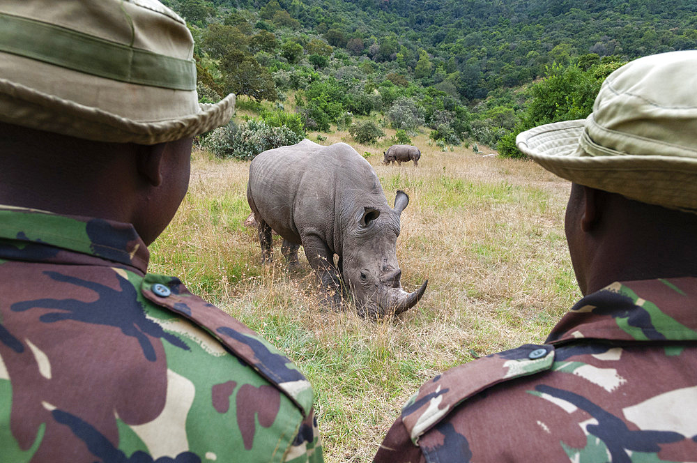 A white rhinoceros, Ceratotherium simum, in Masai Mara Rhino sanctuary escorted by an anti poaching unit. Masai Mara National Reserve, Kenya, Africa.