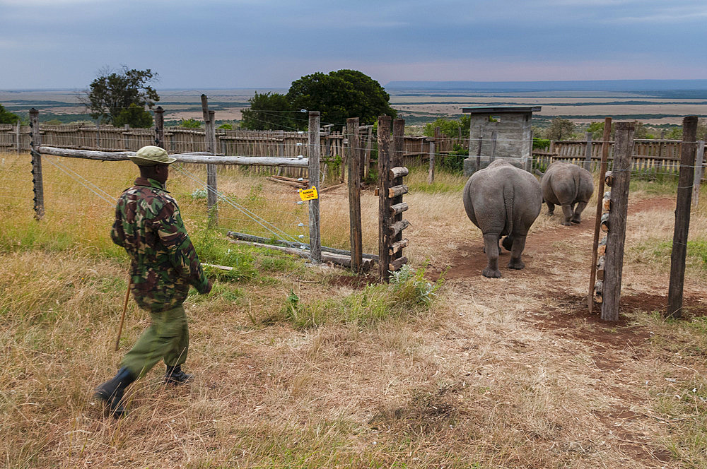 A white rhinoceros, Ceratotherium simum, in Masai Mara Rhino Sanctuary, escorted by anti-poaching guard. Masai Mara National Reserve, Kenya, Africa.