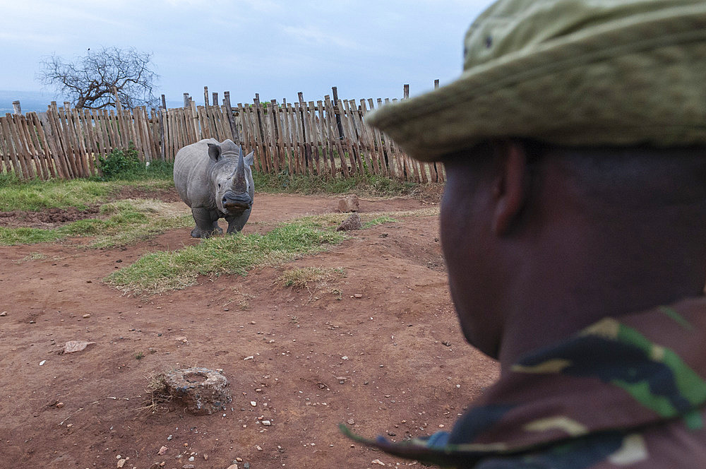 A white rhinoceros, Ceratotherium simum, in Masai Mara Rhino Sanctuary, escorted by anti-poaching guard. Masai Mara National Reserve, Kenya, Africa.