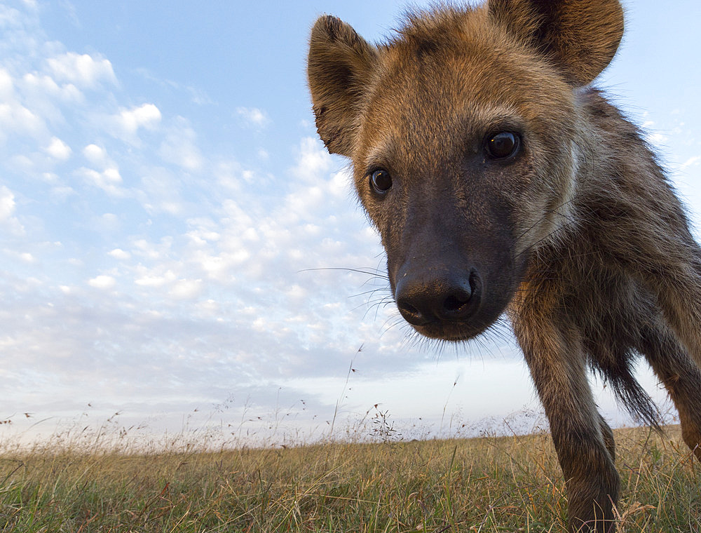 A remote camera captures a spotted hyena, Crocuta crocuta. Masai Mara National Reserve, Kenya, Africa.