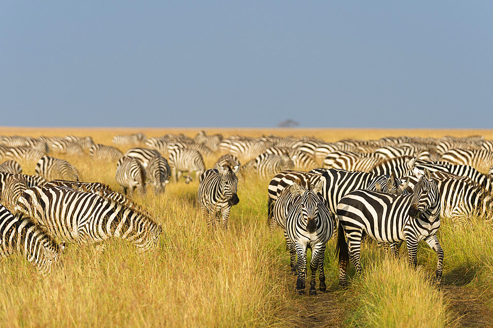 Herd of Plains zebras, Equus quagga, in the grass at Masai Mara National Reserve. Masai Mara National Reserve, Kenya, Africa.