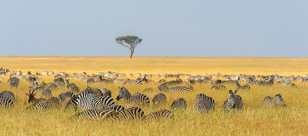 Herd of Plains zebras, Equus quagga, grazing in the grass at Masai Mara National Reserve. Masai Mara National Reserve, Kenya, Africa.