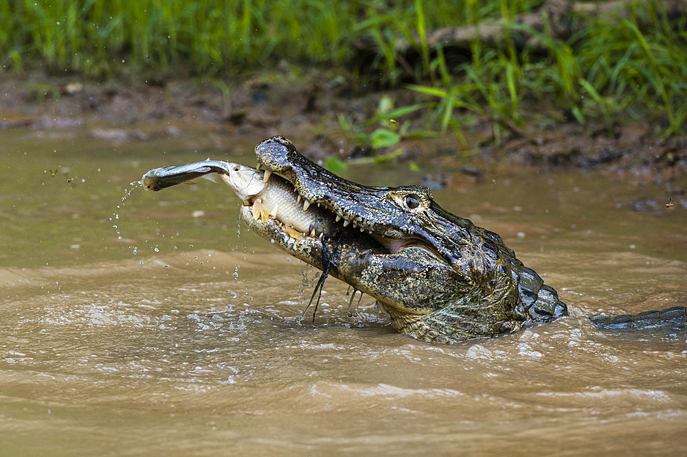 A Yacare caiman, Caiman crocodylus yacare, catching a tiger fish, Hoplias malabaricus, catching a fish in the Rio Negrinho. Pantanal, Mato Grosso, Brazil.