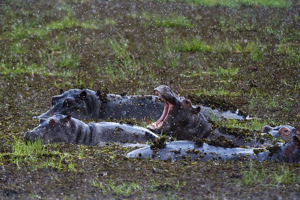 Hippopotamus, Hippopotamus amphibius, threat-yawning in the Khwai river in the Okavango Delta's Khwai concession. Botswana.