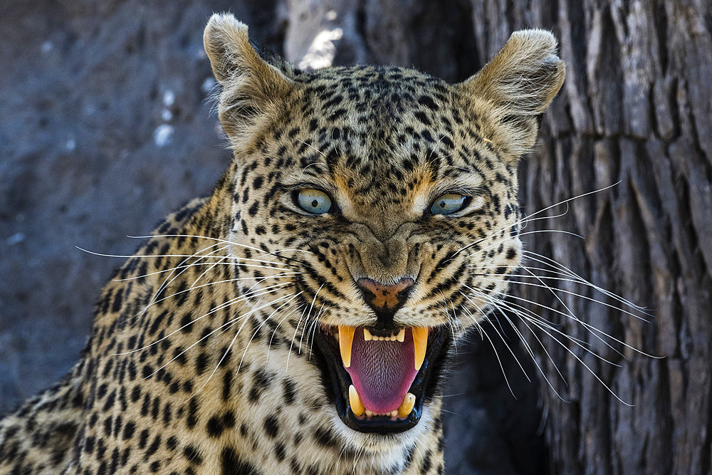 A leopard (Panthera pardus) snarling and looking at the camera, Khwai Concession, Okavango Delta, Botswana. I spent a lot of time with this green eyed leopard, always keeping my distance so as not to disturb him, until he gave me this warning. I therefore gave up following him. It?s important to know their behavior and respect them.