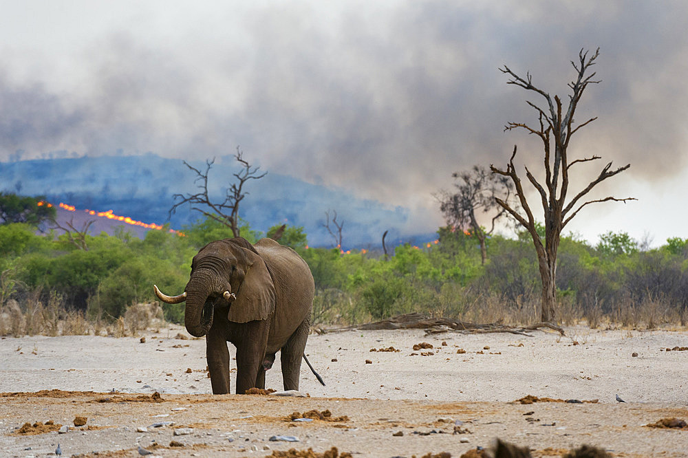 An African elephant at a waterhole, Loxodonta africana, in the background a bushfire on the hills surrounding the Savuti Marsh. Savuti, Chobe National Park, Botswana