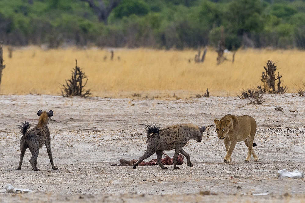 Hyenas, Crocuta crocuta, with a carcass, stolen from a lioness, Panthera leo. Savuti, Chobe National Park, Botswana