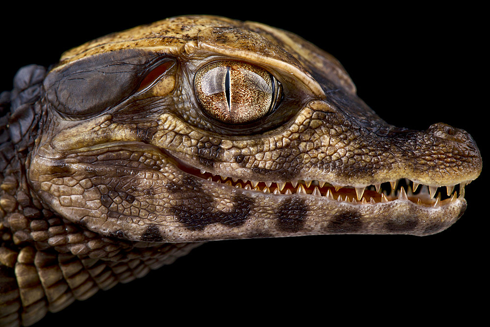 Cuvier's dwarf caiman (Paleosuchus palpebrosus)