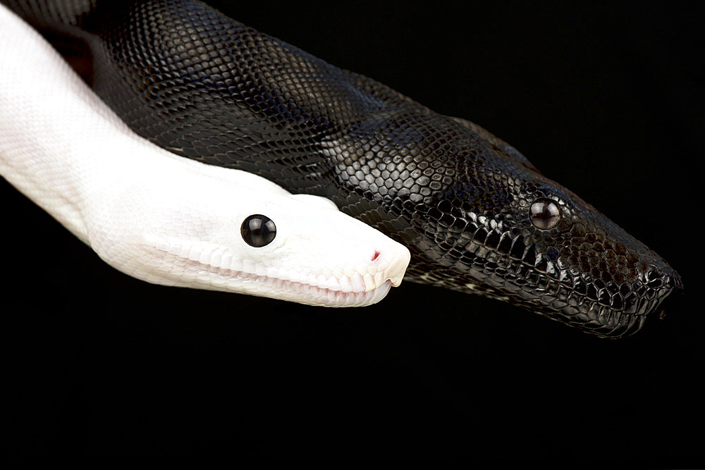 Boa imperator "Leucistic" (Boa imperator)