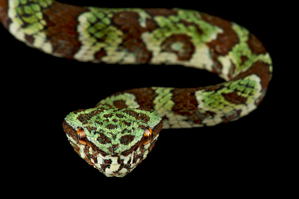 Broad-banded Temple Pitviper (Tropidolaemus laticinctus)