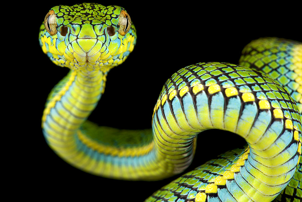 Schultze's Pit Viper (Parias schultzei)