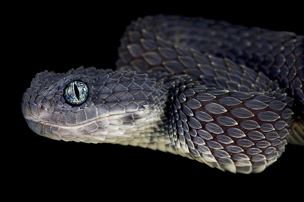 Bush viper (Atheris squamigera)