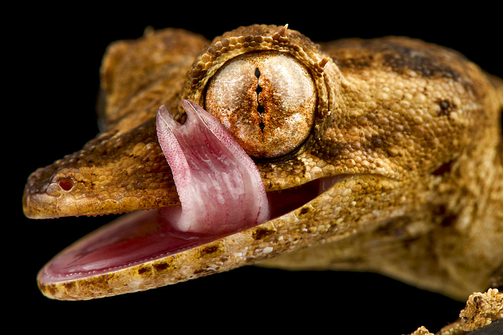 Gunther's leaf-tailed gecko (Uroplatus guentheri)