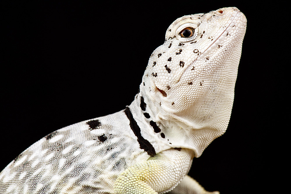 Black spotted collared lizard (Crotaphytus collaris melanomaculatus )