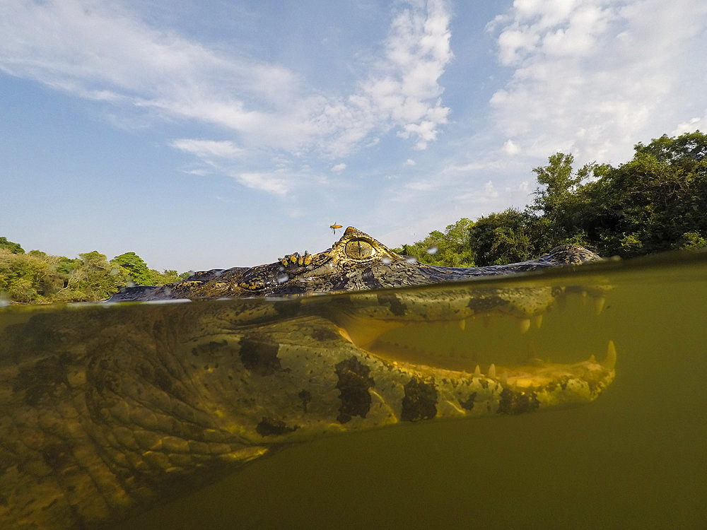 Close up underwater portrait of a jacare caiman, Caiman yacare, in the Rio Claro. Rio Claro, Pantanal, Mato Grosso, Brazil