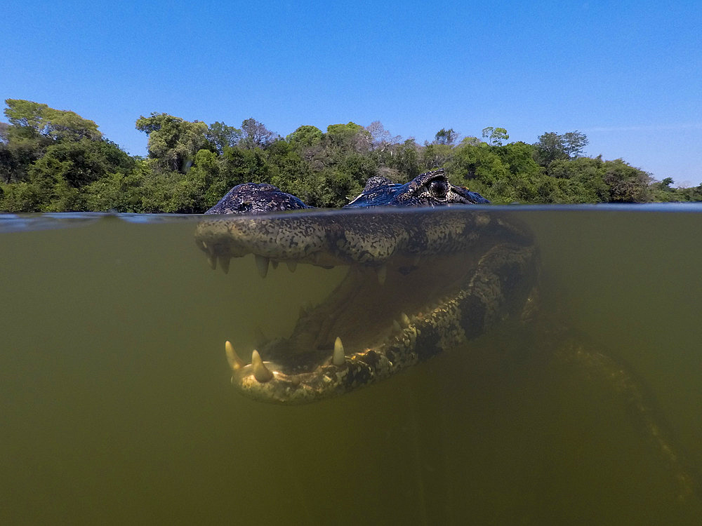 Close up underwater portrait of a jacare caiman, Caiman yacare, in the Rio Claro. Rio Claro, Pantanal, Mato Grosso, Brazil