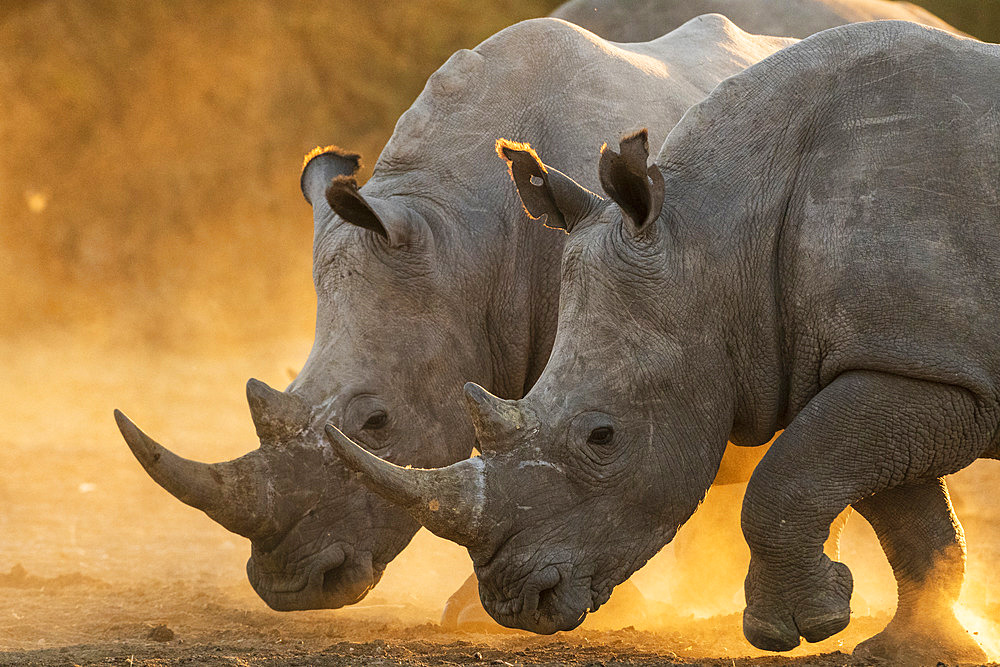 Two white rhinoceroses, Ceratotherium simum, walking in a cloud of dust at sunset. Kalahari, Botswana